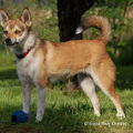 Noorse lundehond