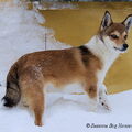 Noorse lundehond