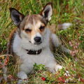 Noorse lundehond