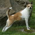 Noorse lundehond
