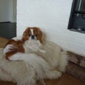 Japanse Spaniel