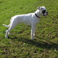 Boxer