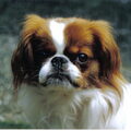 Japanse Spaniel