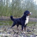 Berner Sennenhond