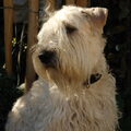 Irish Softcoated Wheaten Terriër