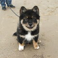 Finse Lappenhond
