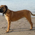 Boerboel