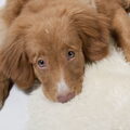 Nova Scotia Duck Tolling Retriever