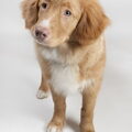 Nova Scotia Duck Tolling Retriever