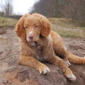 Nova Scotia Duck Tolling Retriever