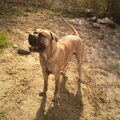 Boerboel