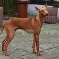 Cirneco dellEtna