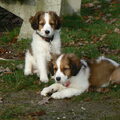 Kooikerhondje
