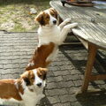 Kooikerhondje