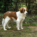 Kooikerhondje