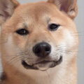 Shiba Inu