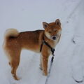 Shiba Inu