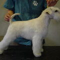 Schnauzer