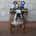 Engelse Bulldog