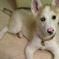 Siberische Husky