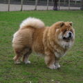 Chow chow