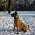 Mechelse Herder