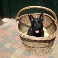 Schotse Terrier