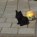 Schotse Terrier