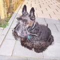 Schotse Terrier