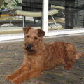 Ierse Terrier