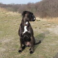 Boxer