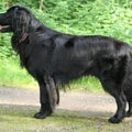 Hovawart