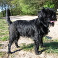 Affenpinscher