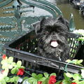 Affenpinscher