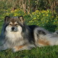 Finse Lappenhond