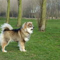 Finse Lappenhond