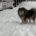 Finse Lappenhond