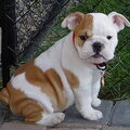 Engelse Bulldog