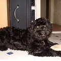 Portugese Waterhond