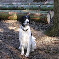 Engelse Springer Spaniel