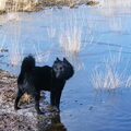 Schipperke