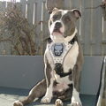 Staffordshire Bull Terrier