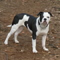Amerikaanse Bulldog