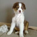 Australian Shepherd