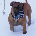 Dogo Canario