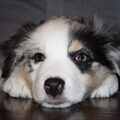 Australian Shepherd