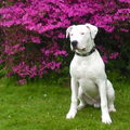 Dogo Argentino