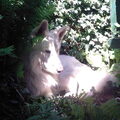 Zwitserse Witte Herder