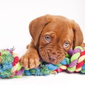Bordeauxdog