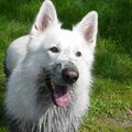 Zwitserse Witte Herder